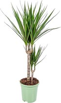 Drakenbloedboom | Dracaena 'Marginata' per stuk - Kamerplant in kwekerspot ⌀17 cm - ↕75 cm