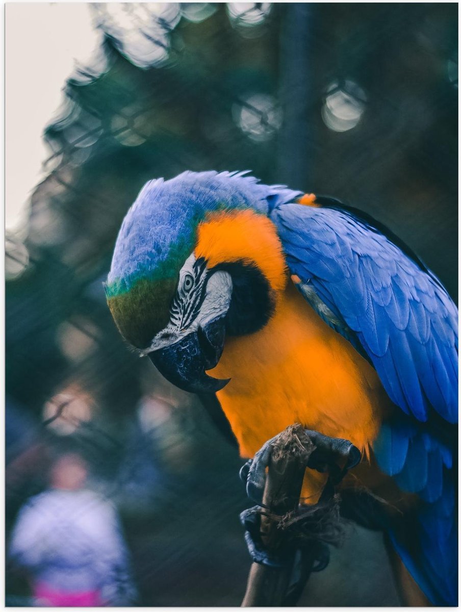 Poster – Mooie Blauw met Gele Papagaai op Stokje - 30x40cm Foto op Posterpapier