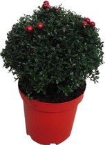 Hellogreen Ilex Crenata - Japanse Hulst - Geschikt voor Kerst - 45 cm