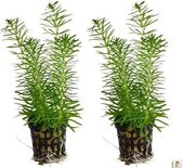 Levende aquariumplant - POGOSTEMON ERECTUS - 5CM POT - per 2 stuks