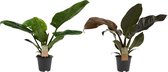 Kamerplanten van Botanicly – 2 × Philodendron Imperial Red – Hoogte: 50 cm