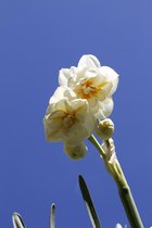 Narcissus bloembol Sir Winston Churchill, creme wit dubbel, geurend (100 Narcis bloembollen)