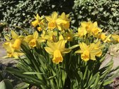 Narcissus Tete a Tete / 100 narcissen - bloembollen / de bekendste Narcissus / kleinbloemig