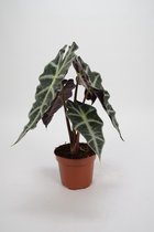 Alocasia Polly - Skeletplant - ± 45cm hoog - 12cm diameter