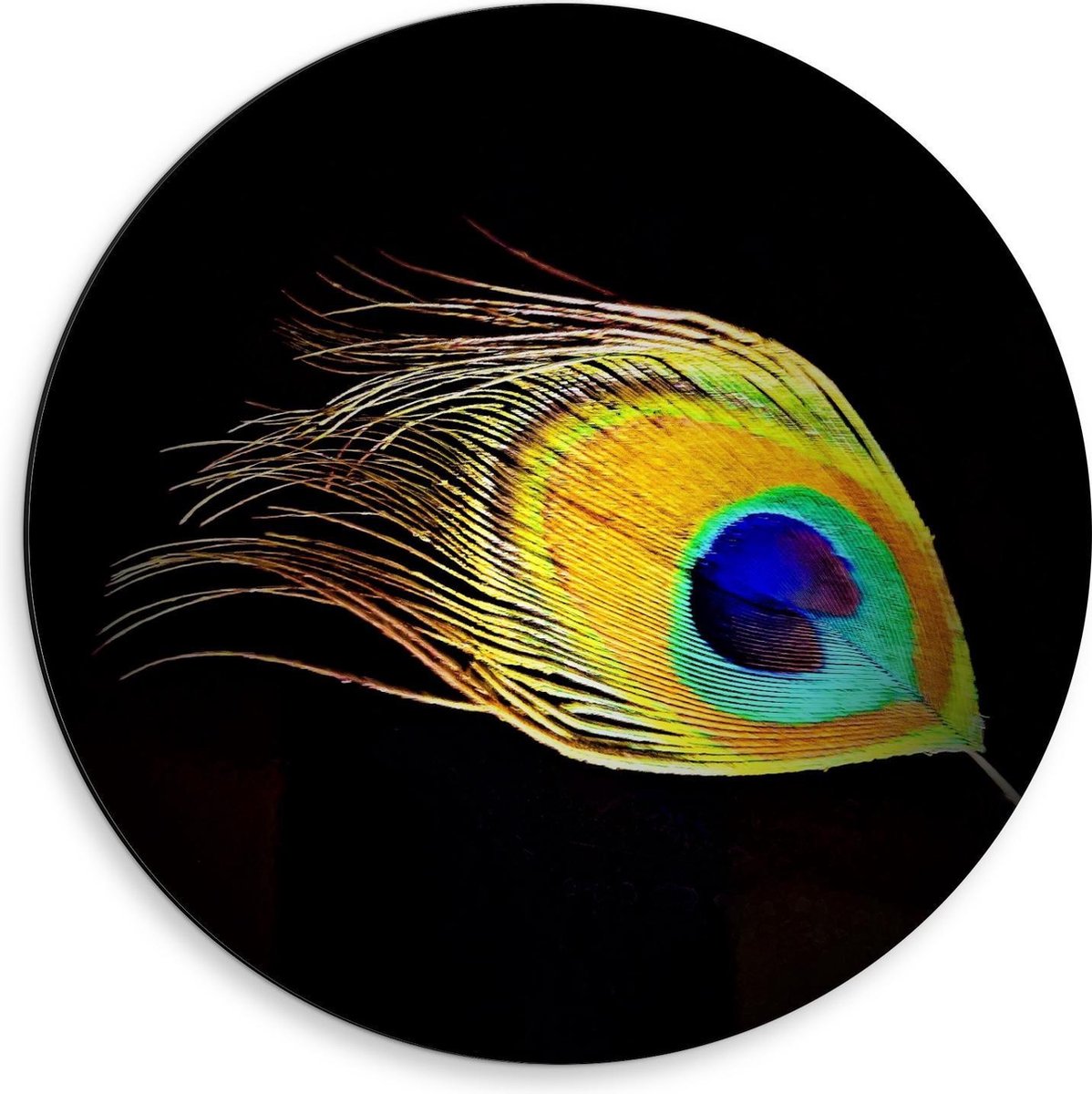 KuijsFotoprint Dibond Wandcirkel - Veer van Pauw op Zwarte Achtergrond - 50x50cm Foto op Aluminium Wandcirkel (met ophangsysteem) Blauw