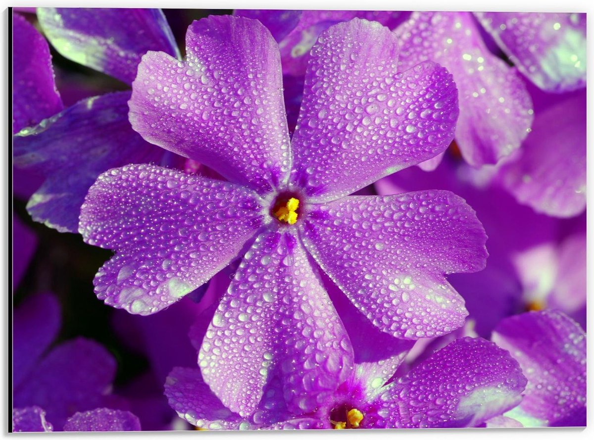 Dibond - Paarse Bloem met Regendruppels - 40x30cm Foto op Aluminium (Wanddecoratie van metaal)