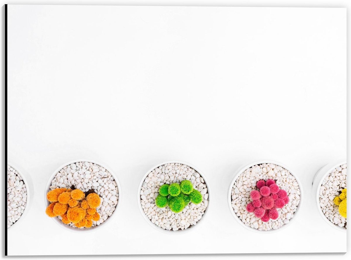 Dibond - Gekleurde Cactuspotjes - 40x30cm Foto op Aluminium (Met Ophangsysteem)