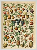 Poster In Witte Lijst - Vintage Fruit - Groenten en Planten Schoolplaat - Millot - Large 70x50