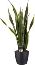 Decorum Sansevieria - Kamerplant - vrouwentong - Laurentii met Elho brussels living black