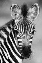 JJ-Art (Canvas) 90x60 | Zebra in zwart wit Fine Art - woonkamer | dieren, natuur, Afrika | Foto-Schilderij print op Canvas (canvas wanddecoratie) | KIES JE MAAT