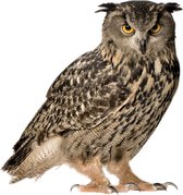 KEK Amsterdam Forest Friend: Owl - Muursticker - Multicolor