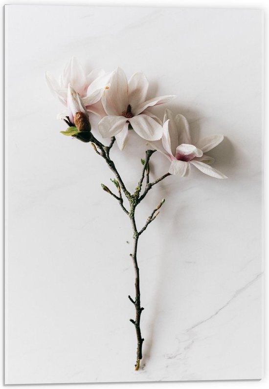 Acrylglas - Tak met Witte Bloemen - 40x60cm Foto op Acrylglas (Wanddecoratie op Acrylglas)