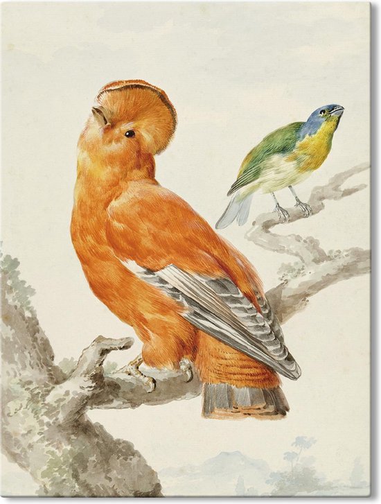 Canvas Schilderij Twee Exotische Vogels - Aert Schouman - 40x60 cm