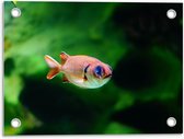 Tuinposter – Rode Vis in Aquarium - 40x30cm Foto op Tuinposter  (wanddecoratie voor buiten en binnen)