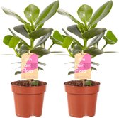 Hellogreen Kamerplanten - Set van 2 - Clusia Princess – ↕ 35 cm