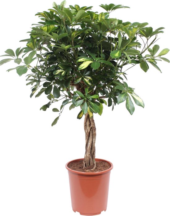 Hellogreen Kamerplant - Vingersboom Schefflera Arboricola - ↕ 80 cm