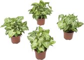 Hellogreen Kamerplanten - Set van 4 - Syngonium Arrow – 25 cm