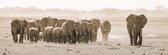 Herd of elephants 90 x 30  - Plexiglas