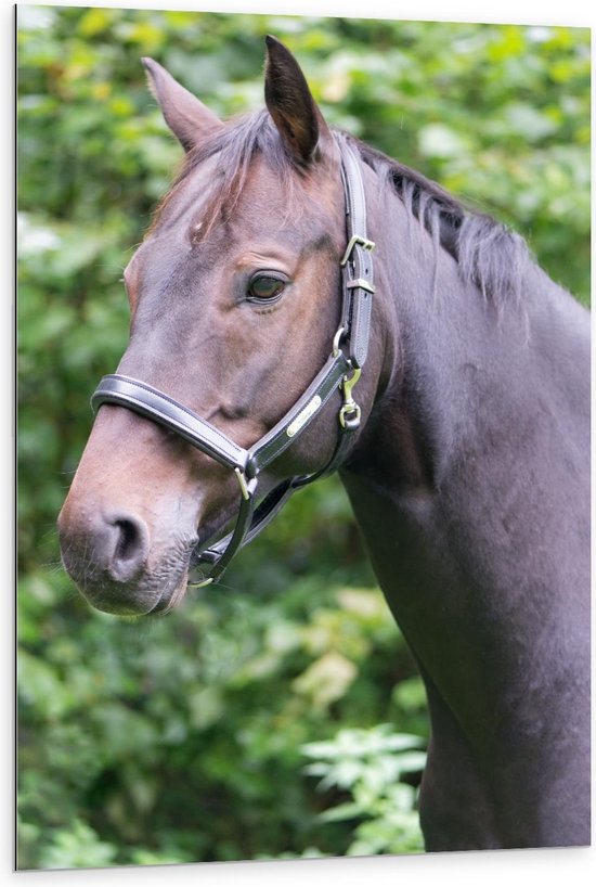 Dibond - Bruine Paardenkop met Groene Bladeren - 80x120cm Foto op Aluminium (Wanddecoratie van metaal)