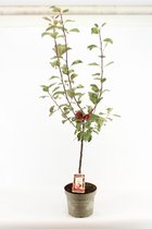 Malus domestica 'Era'® 'Redlove'® -  Bijzondere Appel - 80 /90 cm