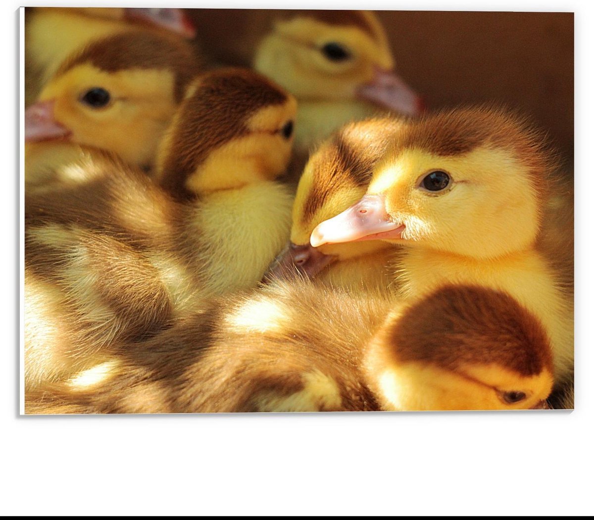 Forex - Geel met Bruine Baby Eendjes - 40x30cm Foto op Forex