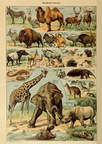 Vintage Poster Schoolplaat Dieren - Olifant, Giraffe, Hert, Zebra - Retro Educatieve Illustratie