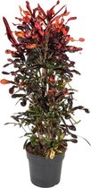 Croton Mammi 130 cm
