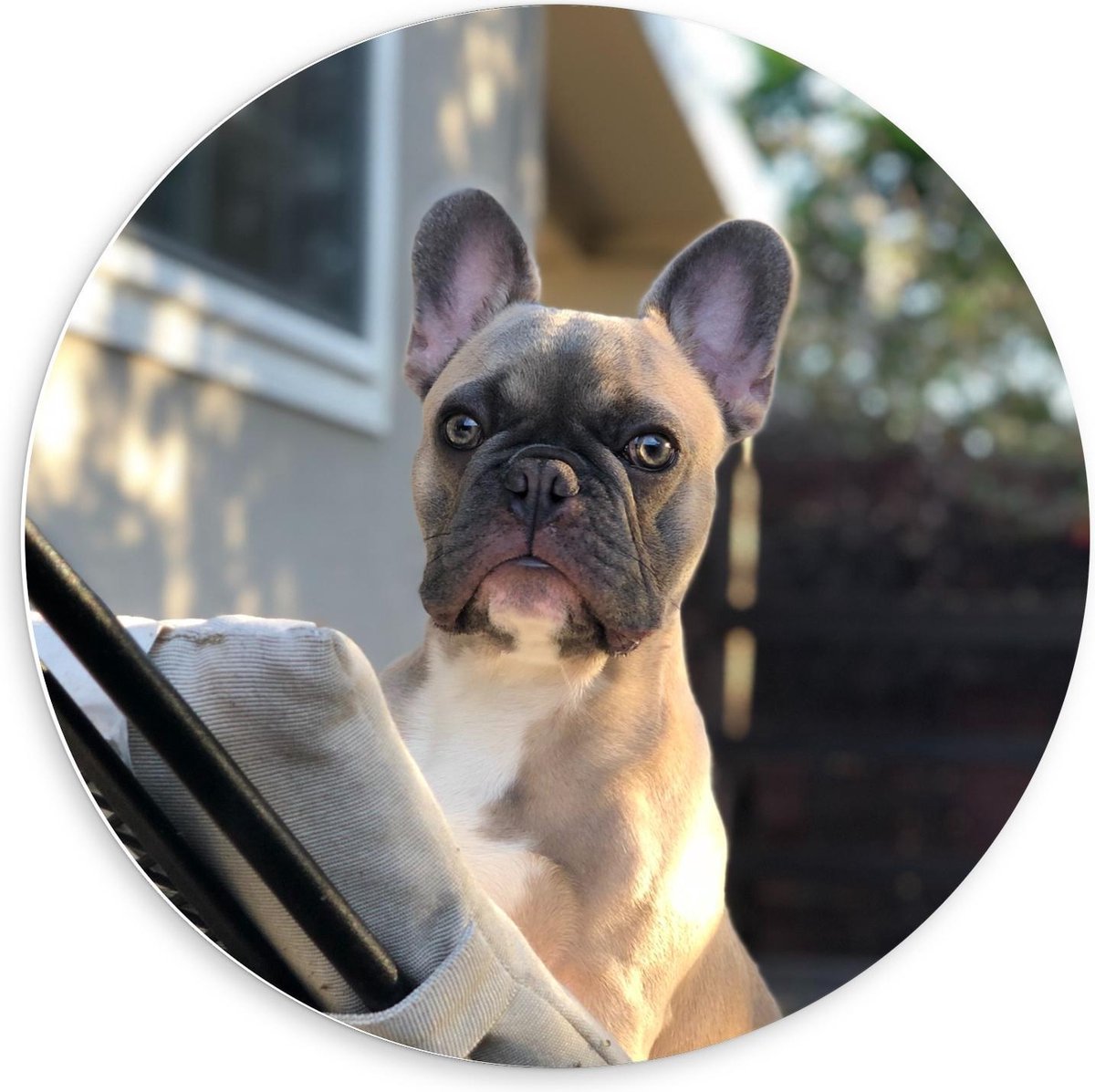 Forex Wandcirkel - Klein Hondje op Tuinstoel  - 60x60cm Foto op Wandcirkel (met ophangsysteem)