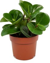 WL Plants - Peperomia Raindrop - Vetplant - Zeer Gemakkelijk te Verzorgen - ± 20cm hoog - 12cm diameter - in Kweekpot