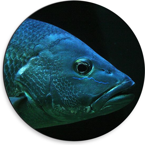 Dibond Wandcirkel - Blauwe Vis met Open mond - 30x30cm Foto op Aluminium Wandcirkel (met ophangsysteem)