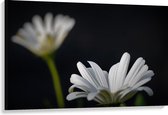 Canvas  - Witte Bloempjes  - 120x80cm Foto op Canvas Schilderij (Wanddecoratie op Canvas)