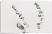 Dibond - Takje met Blaadjes op Witte Achtergrond  - 60x40cm Foto op Aluminium (Wanddecoratie van metaal)