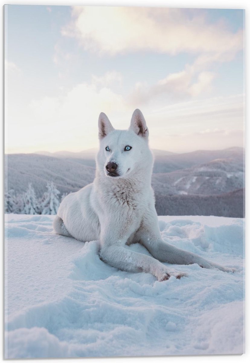 Plexiglas - Witte Husky met Blauwe Ogen in de Sneeuw - 40x60cm Foto op Plexiglas (Wanddecoratie op Plexiglas)
