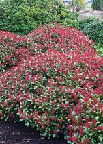 Skimmia jap. Rubinetta - Set van 2 - Pot 2 Liter - Rode Bloem - Wintergroen