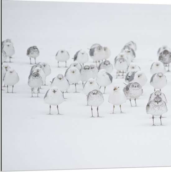 Dibond - Groep Witte Vogels - 80x80cm Foto op Aluminium (Wanddecoratie van metaal)