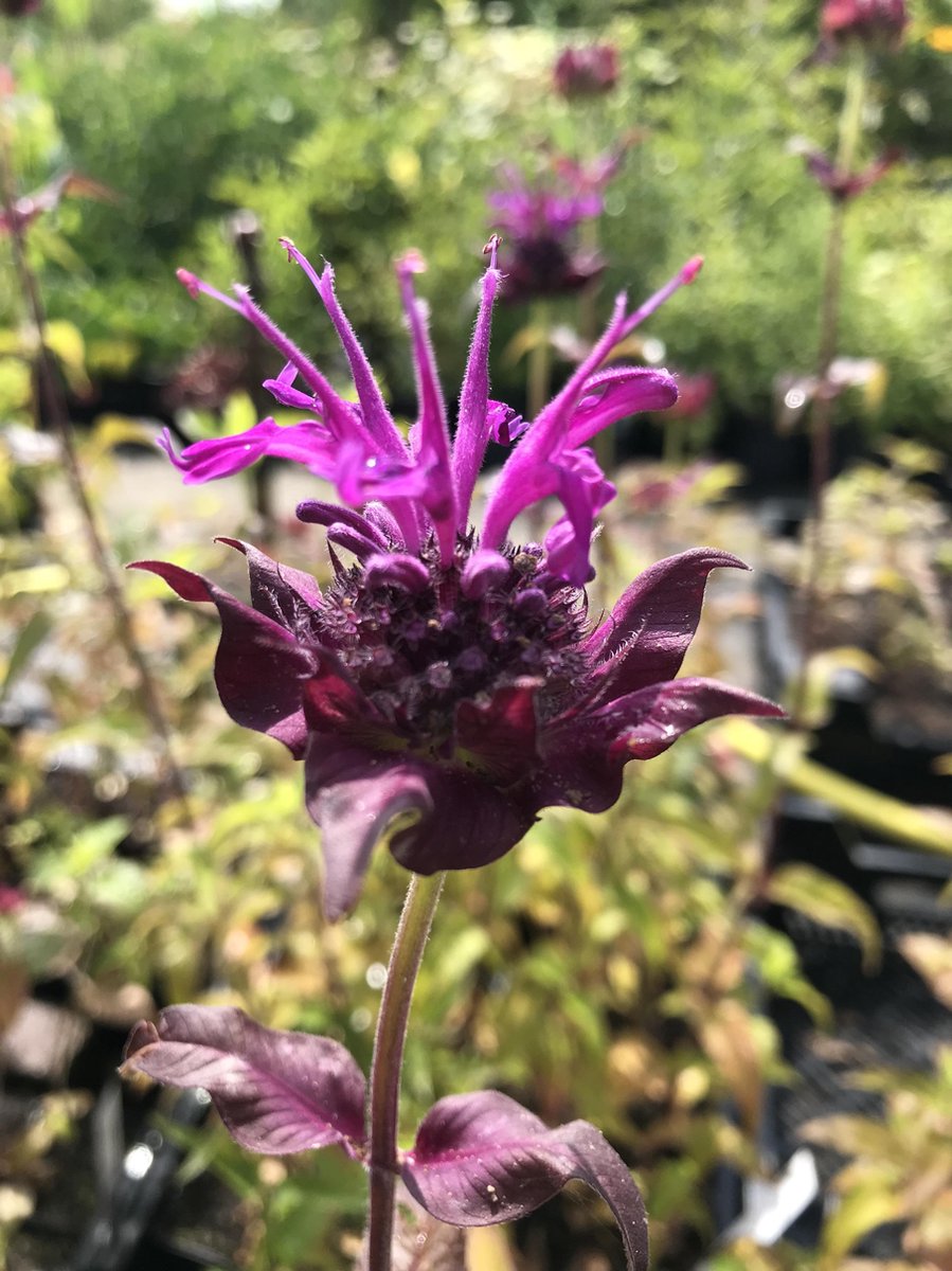 6 x Monarda 'Scorpion' - Bergamotplant - P9 Pot (9 x 9cm) - Dima Vaste Planten
