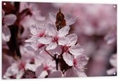 Tuinposter – Roze Bloemen aan Takken  - 120x80cm Foto op Tuinposter  (wanddecoratie voor buiten en binnen)