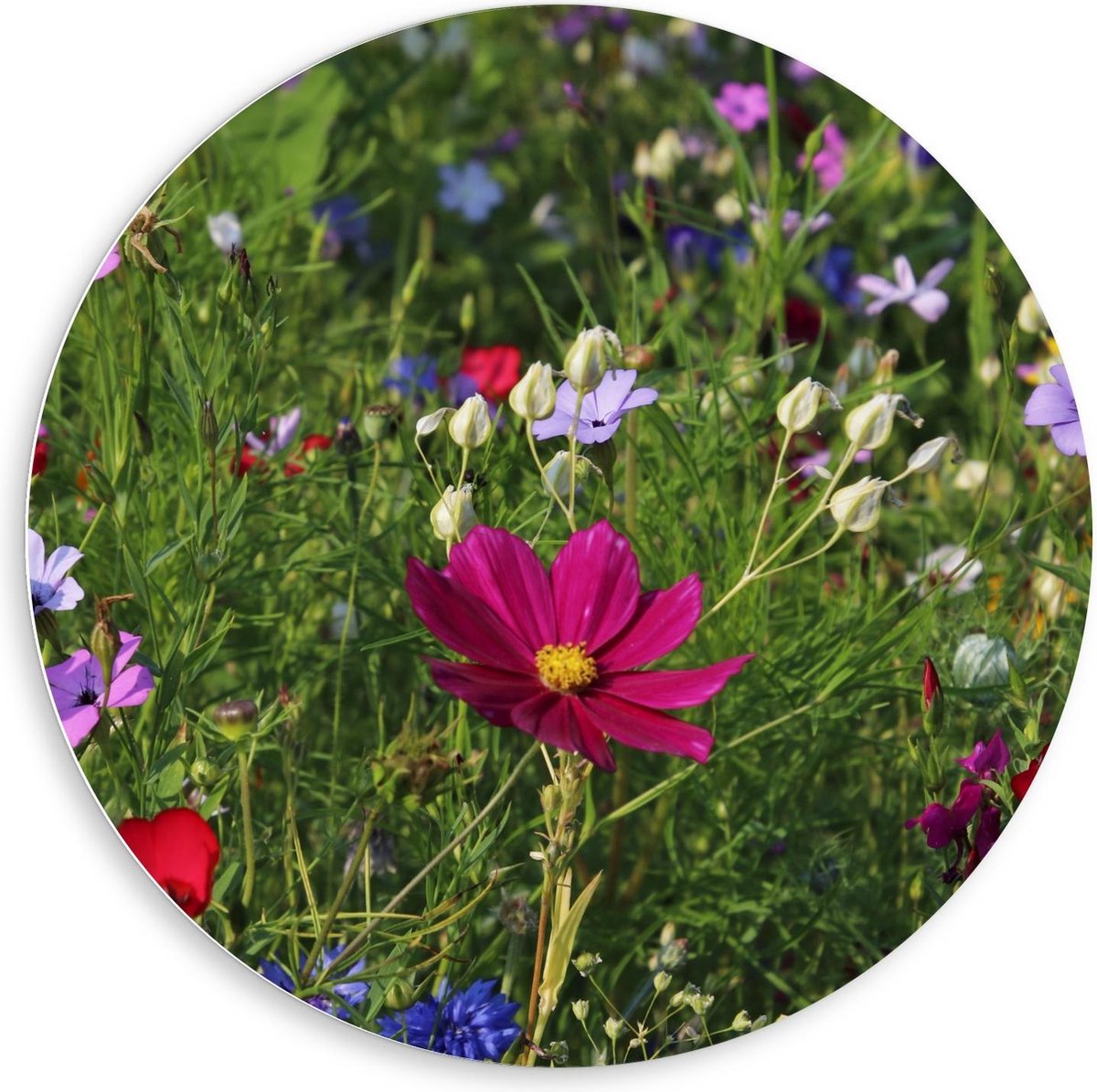 KuijsFotoprint Schilderij - Velt Met In Kleuren - Multicolor - 80 X 80 Cm Groen