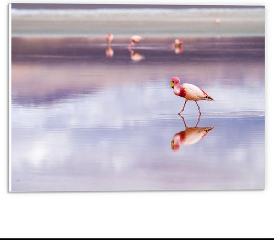 Forex - Flamingo's in het Paarse Water - 40x30cm Foto op Forex