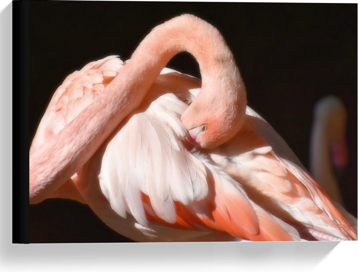 KuijsFotoprint Canvas - Flamingo met Donkere Achtergrond - 40x30cm Foto op Canvas Schilderij (Wanddecoratie op Canvas) Zwart