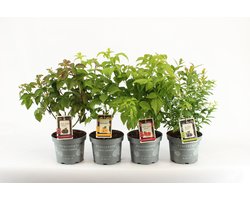 Compacte fruitplanten mix - set van 4 verschillende bijzondere fruitsoorten - 1 Braam, 1 Gele Framboos, 1 Rode Framboos en 1 Bosbes - hoogte 20-30 cm