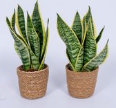 WL Plants - 2x Sansevieria Laurentii - Vrouwentong - Kamerplanten - Gemakkelijk Te Verzorgen - ± 40cm hoog – 12 cm diameter - In Bruine Mand