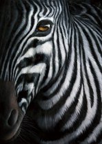 Jutta Plath - Zebra I Kunstdruk 60x80cm