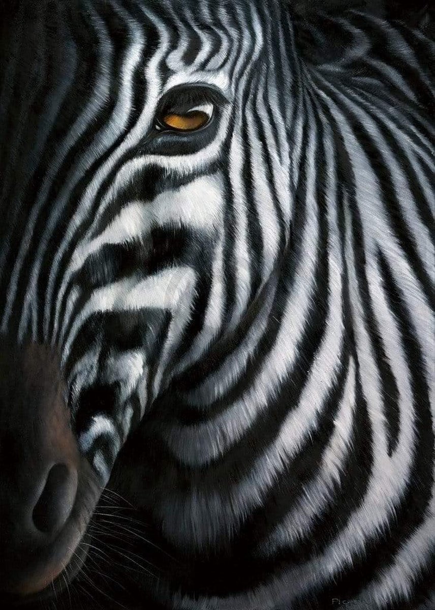 PGM Kunstdruk Jutta Plath - Zebra I 60x80cm Divers
