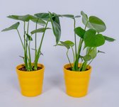2x Monstera Deliciosa planten - ± 40cm hoog - in gele pot