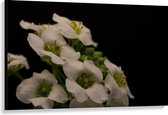 Canvas  - Witte Bloembos - 120x80cm Foto op Canvas Schilderij (Wanddecoratie op Canvas)