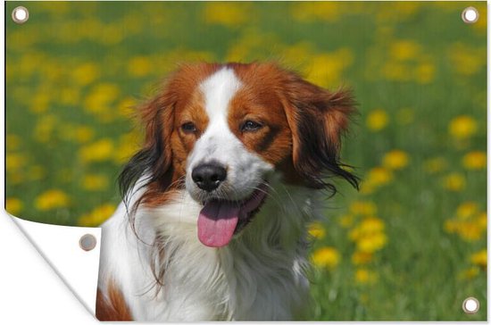 Jong Kooikerhondje affiche de jardin portrait toile en vrac 90x60 cm - toile de jardin / toile d'extérieur / Peintures pour l'extérieur (décoration de jardin)