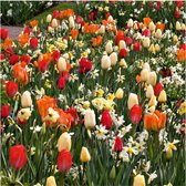 200 bloembollenpakket rood gemengd - tulpen, narcissen hyacinten en bijzonder bolgewassen