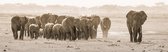 Herd of elephants 90 x 30  - Dibond
