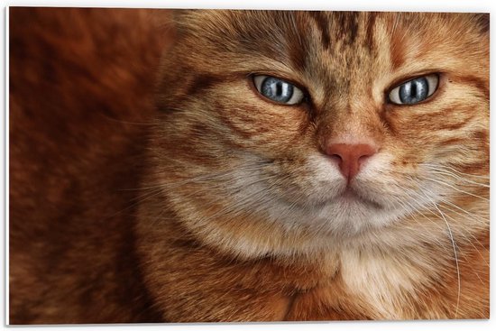 Forex - Oranje kat met Mooie Blauwe Ogen  - 60x40cm Foto op Forex